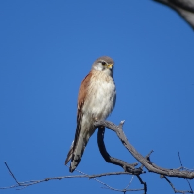 Falco cenchroides (Nankeen Kestrel) at Mount Mugga Mugga - 13 Nov 2020 by Mike