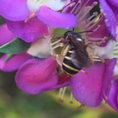 Lasioglossum (Chilalictus) bicingulatum (Halictid Bee) at ANBG - 14 Nov 2020 by PeterA