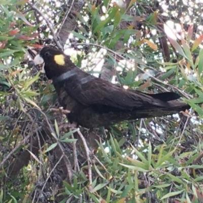 Zanda funerea (Yellow-tailed Black-Cockatoo) at Hughes, ACT - 15 Nov 2020 by ruthkerruish