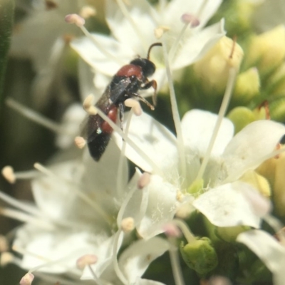 Hylaeus (Rhodohylaeus) proximus (Hylaeine colletid bee) at Capital Hill, ACT - 15 Nov 2020 by PeterA