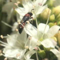 Hylaeus (Rhodohylaeus) proximus (Hylaeine colletid bee) at Capital Hill, ACT - 15 Nov 2020 by PeterA