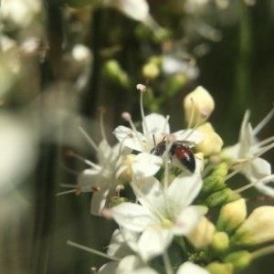 Hylaeus (Rhodohylaeus) proximus at Capital Hill, ACT - 15 Nov 2020