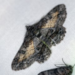 Cleora injectaria (A Cleora Bark Moth) at Forde, ACT - 6 Nov 2020 by ibaird