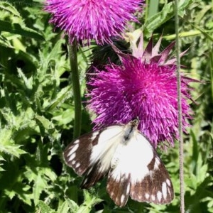 Belenois java at Rendezvous Creek, ACT - 14 Nov 2020