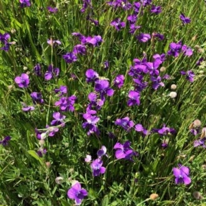 Viola betonicifolia at Rendezvous Creek, ACT - 14 Nov 2020