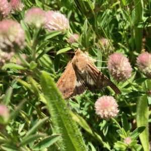 Helicoverpa punctigera at Rendezvous Creek, ACT - 14 Nov 2020