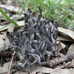 Ramaria sp. (genus) (A Coral fungus) at Black Range, NSW - 16 Nov 2020 by StephH