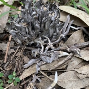 Ramaria sp. (genus) at Black Range, NSW - 16 Nov 2020 12:45 PM