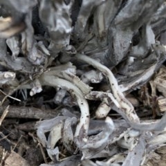 Ramaria sp. (genus) at Black Range, NSW - 16 Nov 2020 12:45 PM