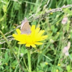 Zizina otis (Common Grass-Blue) at Mount Clear, ACT - 11 Nov 2020 by KMcCue