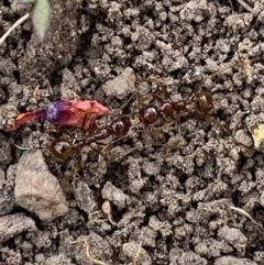 Lagriini sp. (tribe) at Black Range, NSW - 16 Nov 2020