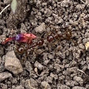 Lagriini sp. (tribe) at Black Range, NSW - 16 Nov 2020