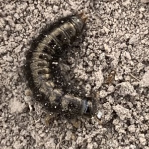 Lagriini sp. (tribe) at Black Range, NSW - 16 Nov 2020