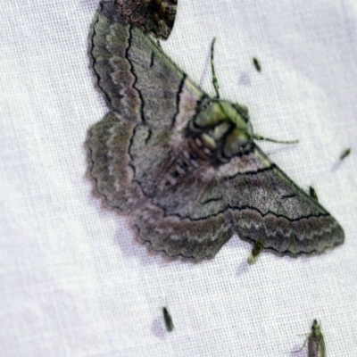 Hypobapta (genus) (A Geometer moth) at Goorooyarroo NR (ACT) - 6 Nov 2020 by ibaird