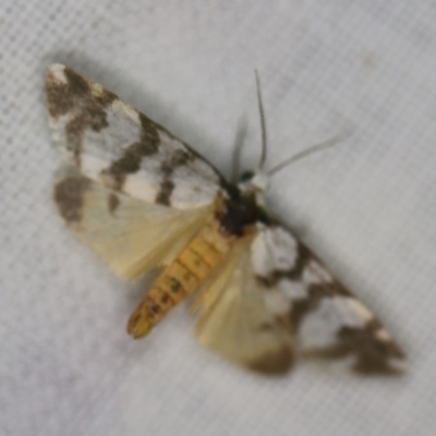 Thallarcha trissomochla (Yellow Crossed Footman) at Goorooyarroo NR (ACT) - 6 Nov 2020 by ibaird