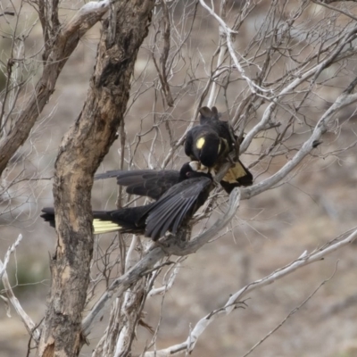 Zanda funerea (Yellow-tailed Black-Cockatoo) at Michelago, NSW - 23 Sep 2019 by Illilanga