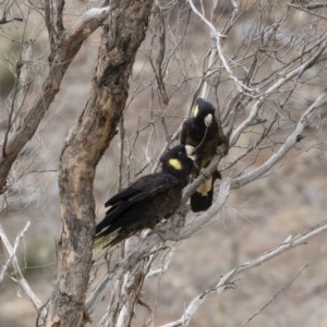 Zanda funerea at Michelago, NSW - 23 Sep 2019