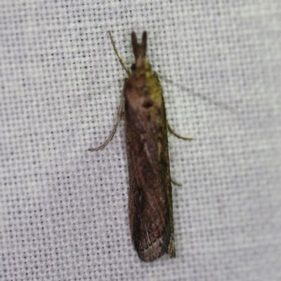 Faveria tritalis (Couchgrass Webworm) at Goorooyarroo NR (ACT) - 6 Nov 2020 by ibaird