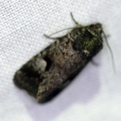 Thoracolopha verecunda (A Noctuid moth (Acronictinae)) at Forde, ACT - 6 Nov 2020 by ibaird