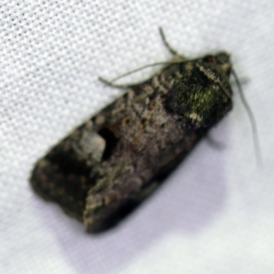 Thoracolopha verecunda (A Noctuid moth (Acronictinae)) at Goorooyarroo NR (ACT) - 6 Nov 2020 by ibaird