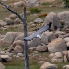 Haliaeetus leucogaster (White-bellied Sea-Eagle) at Buckenderra, NSW - 13 Nov 2020 by rawshorty