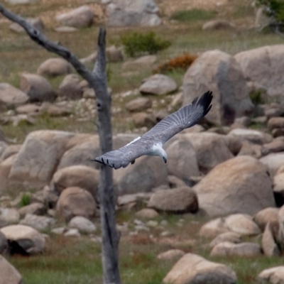 Haliaeetus leucogaster (White-bellied Sea-Eagle) at Buckenderra, NSW - 13 Nov 2020 by rawshorty