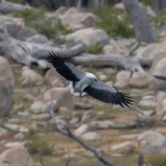 Haliaeetus leucogaster at Buckenderra, NSW - 13 Nov 2020