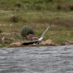 Haliaeetus leucogaster at Buckenderra, NSW - 13 Nov 2020