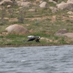 Haliaeetus leucogaster at Buckenderra, NSW - 13 Nov 2020