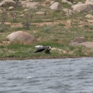 Haliaeetus leucogaster at Buckenderra, NSW - 13 Nov 2020