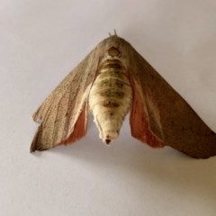 Arhodia lasiocamparia (Pink Arhodia (Oenochrominae)) at Aranda, ACT - 13 Nov 2020 by KMcCue