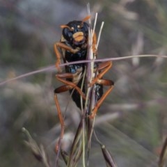 Perga dorsalis (Steel-blue sawfly, spitfire) at Illilanga & Baroona - 13 Nov 2020 by Illilanga