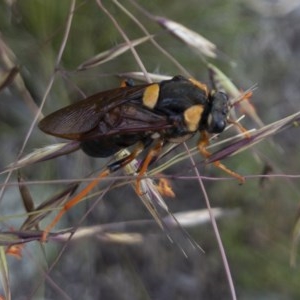 Perga dorsalis at Michelago, NSW - 14 Nov 2020