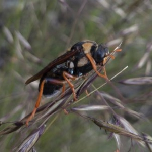 Perga dorsalis at Michelago, NSW - 14 Nov 2020