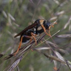 Perga dorsalis at Michelago, NSW - 14 Nov 2020