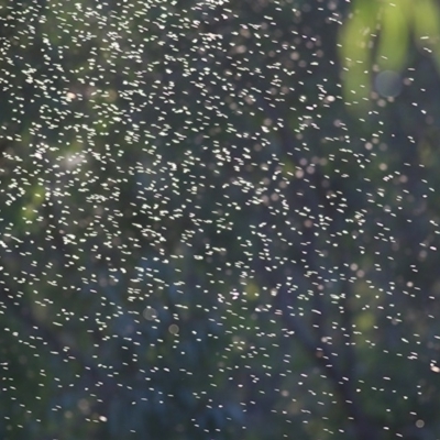 Unidentified Insect at Splitters Creek, NSW - 13 Nov 2020 by Kyliegw