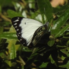 Belenois java (Caper White) at Aranda, ACT - 14 Nov 2020 by KMcCue