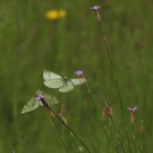 Pieris rapae at Mount Clear, ACT - 11 Nov 2020