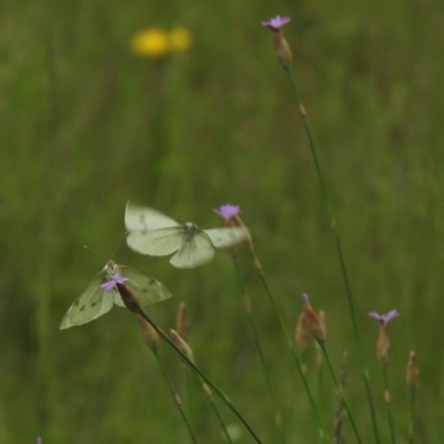 Pieris rapae (Cabbage White) at Namadgi National Park - 11 Nov 2020 by KMcCue