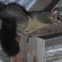 Trichosurus vulpecula (Common Brushtail Possum) at Namadgi National Park - 11 Nov 2020 by KMcCue