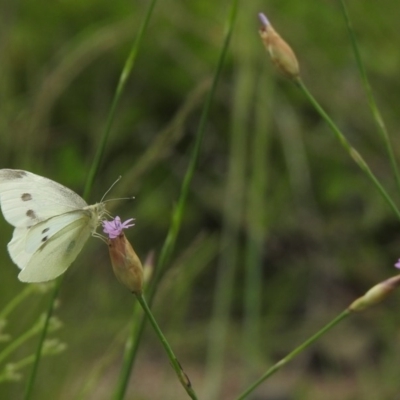 Pieris rapae (Cabbage White) at Mount Clear, ACT - 11 Nov 2020 by KMcCue