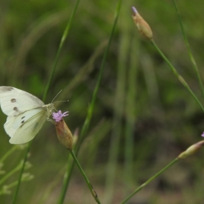 Pieris rapae (Cabbage White) at Namadgi National Park - 11 Nov 2020 by KMcCue