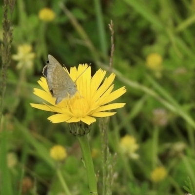 Zizina otis (Common Grass-Blue) at Mount Clear, ACT - 11 Nov 2020 by KMcCue
