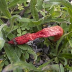 Phallus rubicundus (Phallus rubicundus) at Michelago, NSW - 29 Oct 2020 by Illilanga