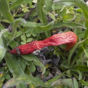 Phallus rubicundus at Illilanga & Baroona - 29 Oct 2020