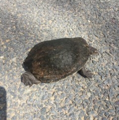 Chelodina longicollis (Eastern Long-necked Turtle) at Murrumbateman, NSW - 16 Oct 2020 by Hank