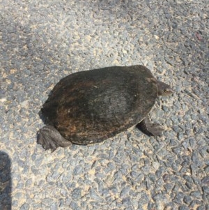 Chelodina longicollis at Murrumbateman, NSW - 16 Oct 2020