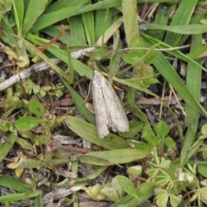 Pyralidae (family) at Mount Clear, ACT - 11 Nov 2020