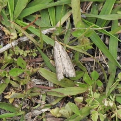 Pyralidae (family) (A Pyralid Moth) at Namadgi National Park - 11 Nov 2020 by KMcCue