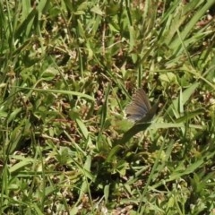 Zizina otis (Common Grass-Blue) at Mount Clear, ACT - 9 Nov 2020 by KMcCue